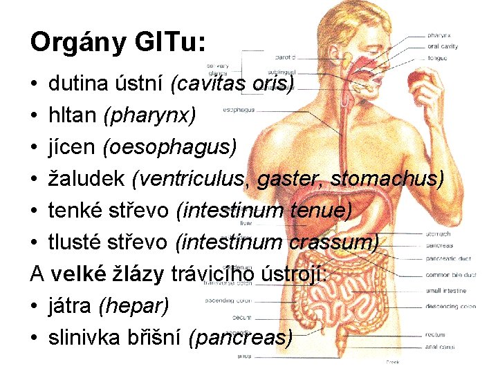 Orgány GITu: • dutina ústní (cavitas oris) • hltan (pharynx) • jícen (oesophagus) •