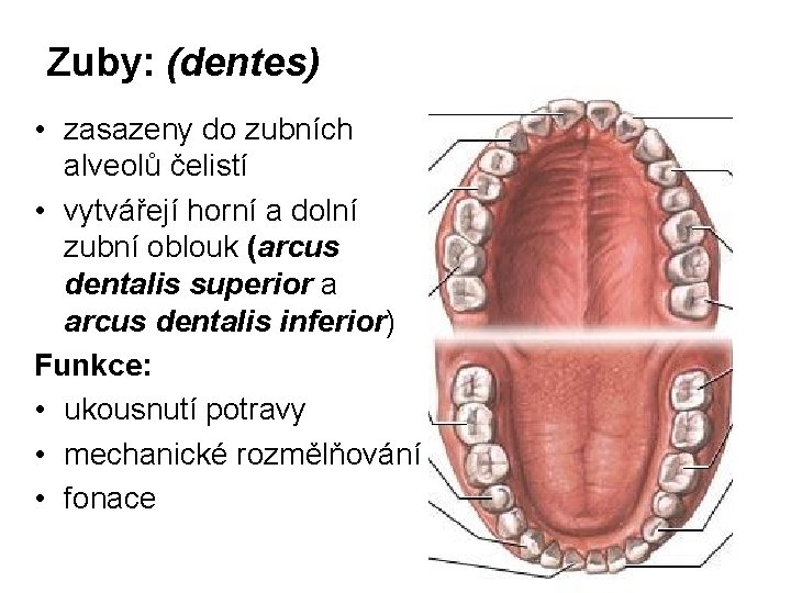 Zuby: (dentes) • zasazeny do zubních alveolů čelistí • vytvářejí horní a dolní zubní