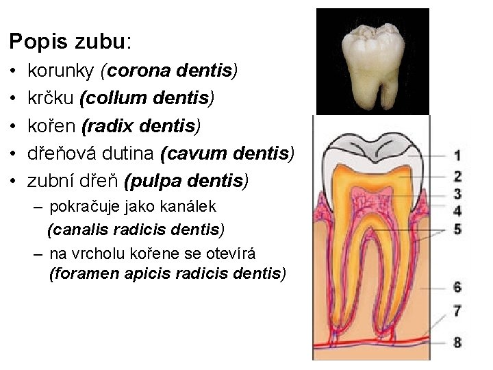 Popis zubu: • • • korunky (corona dentis) krčku (collum dentis) kořen (radix dentis)