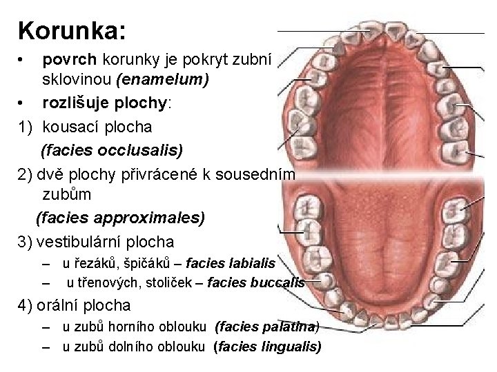 Korunka: • povrch korunky je pokryt zubní sklovinou (enamelum) • rozlišuje plochy: 1) kousací