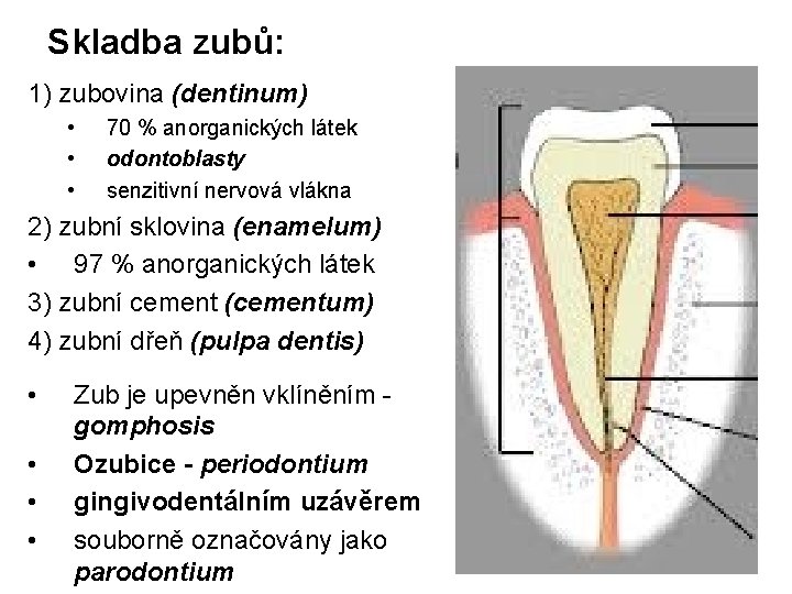 Skladba zubů: 1) zubovina (dentinum) • • • 70 % anorganických látek odontoblasty senzitivní