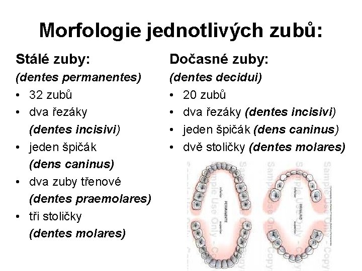 Morfologie jednotlivých zubů: Stálé zuby: Dočasné zuby: (dentes permanentes) • 32 zubů • dva