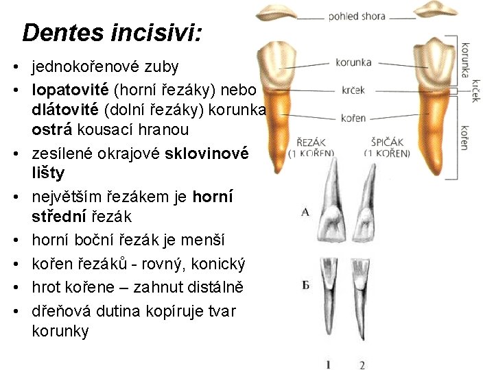 Dentes incisivi: • jednokořenové zuby • lopatovité (horní řezáky) nebo dlátovité (dolní řezáky) korunka