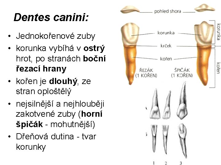 Dentes canini: • Jednokořenové zuby • korunka vybíhá v ostrý hrot, po stranách boční