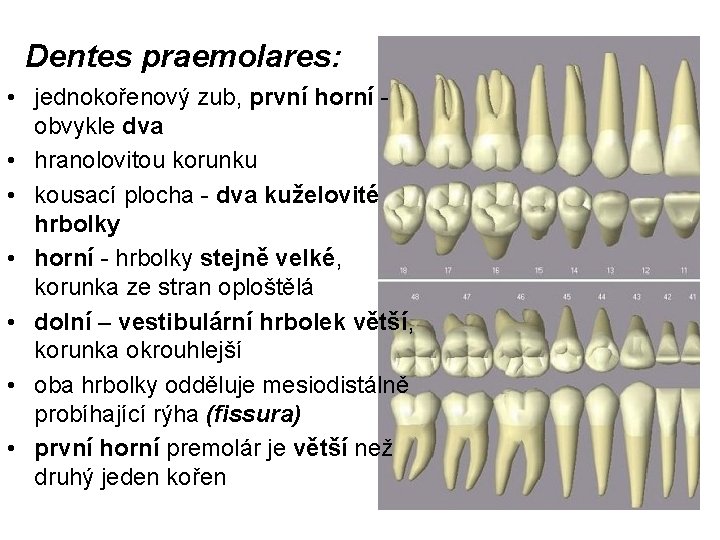 Dentes praemolares: • jednokořenový zub, první horní obvykle dva • hranolovitou korunku • kousací