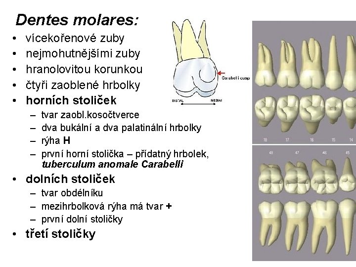 Dentes molares: • • • vícekořenové zuby nejmohutnějšími zuby hranolovitou korunkou čtyři zaoblené hrbolky