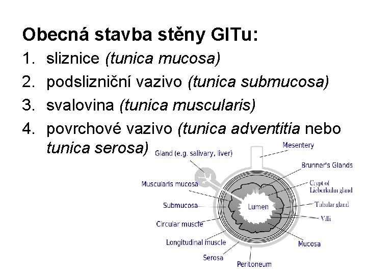 Obecná stavba stěny GITu: 1. 2. 3. 4. sliznice (tunica mucosa) podslizniční vazivo (tunica
