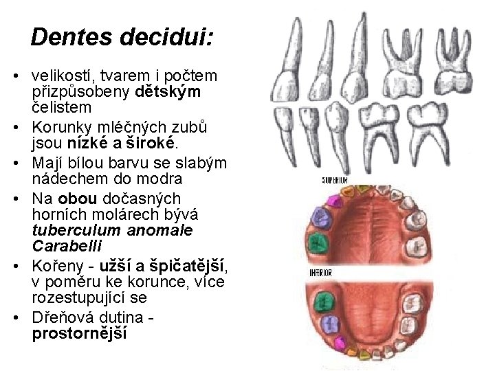 Dentes decidui: • velikostí, tvarem i počtem přizpůsobeny dětským čelistem • Korunky mléčných zubů