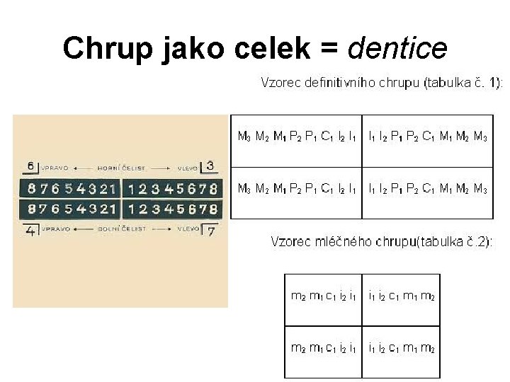 Chrup jako celek = dentice 