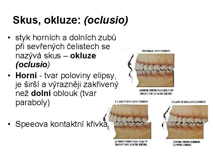 Skus, okluze: (oclusio) • styk horních a dolních zubů při sevřených čelistech se nazývá