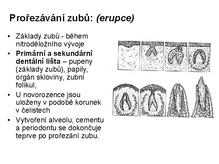 Prořezávání zubů: (erupce) • Základy zubů - během nitroděložního vývoje • Primární a sekundární