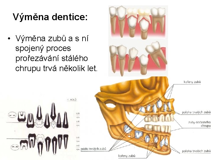 Výměna dentice: • Výměna zubů a s ní spojený proces prořezávání stálého chrupu trvá