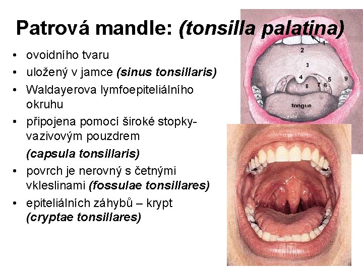 Patrová mandle: (tonsilla palatina) • ovoidního tvaru • uložený v jamce (sinus tonsillaris) •