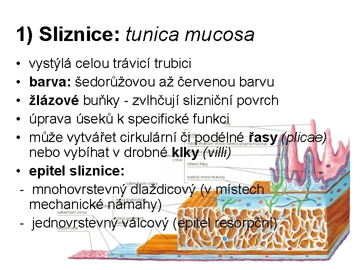 1) Sliznice: tunica mucosa • • • vystýlá celou trávicí trubici barva: šedorůžovou až