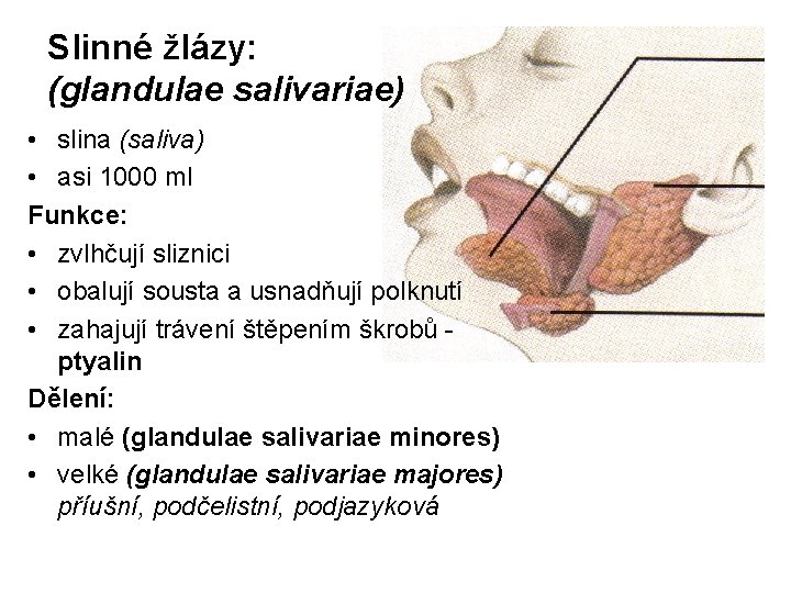 Slinné žlázy: (glandulae salivariae) • slina (saliva) • asi 1000 ml Funkce: • zvlhčují