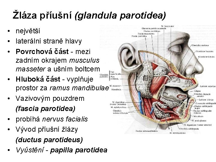 Žláza příušní (glandula parotidea) • největší • laterální straně hlavy • Povrchová část -