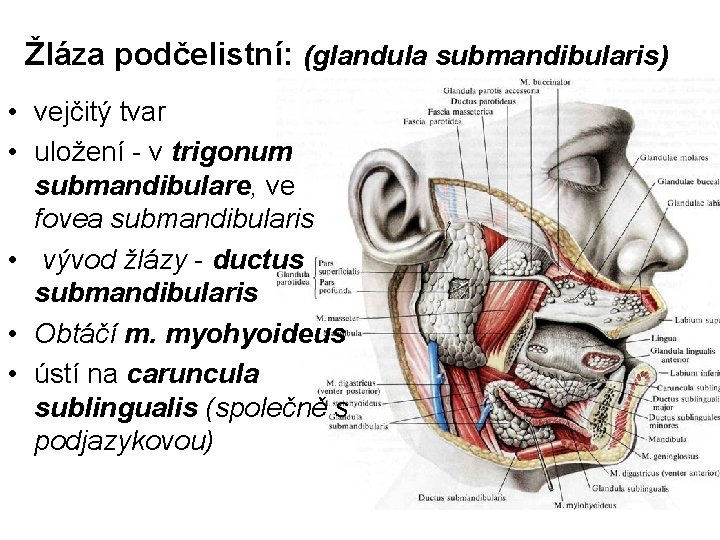 Žláza podčelistní: (glandula submandibularis) • vejčitý tvar • uložení - v trigonum submandibulare, ve