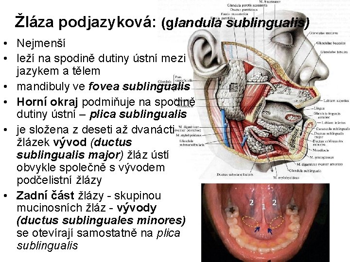 Žláza podjazyková: (glandula sublingualis) • Nejmenší • leží na spodině dutiny ústní mezi jazykem
