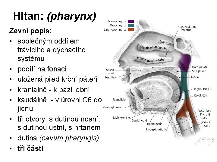 Hltan: (pharynx) Zevní popis: • společným oddílem trávicího a dýchacího systému • podílí na