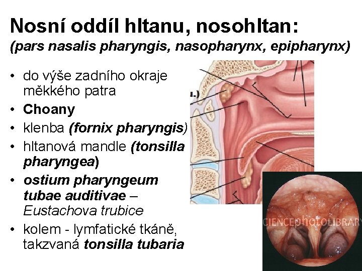 Nosní oddíl hltanu, nosohltan: (pars nasalis pharyngis, nasopharynx, epipharynx) • do výše zadního okraje