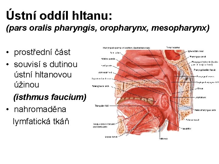 Ústní oddíl hltanu: (pars oralis pharyngis, oropharynx, mesopharynx) • prostřední část • souvisí s