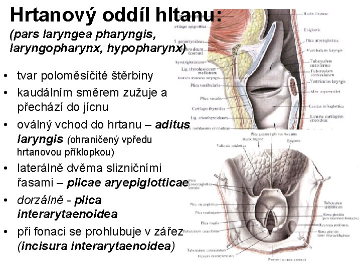 Hrtanový oddíl hltanu: (pars laryngea pharyngis, laryngopharynx, hypopharynx) • tvar poloměsíčité štěrbiny • kaudálním