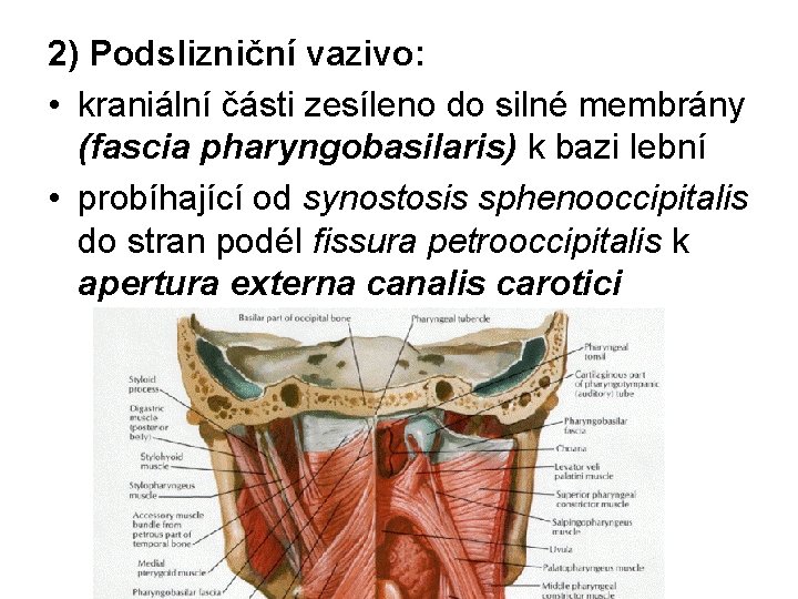 2) Podslizniční vazivo: • kraniální části zesíleno do silné membrány (fascia pharyngobasilaris) k bazi