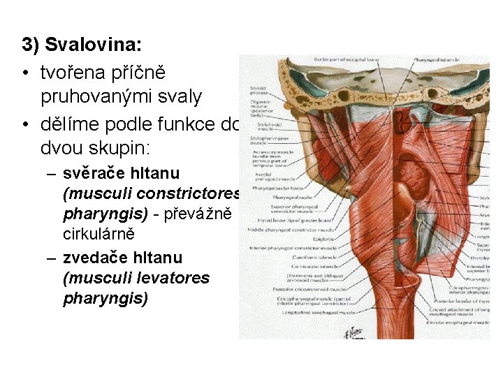 3) Svalovina: • tvořena příčně pruhovanými svaly • dělíme podle funkce do dvou skupin:
