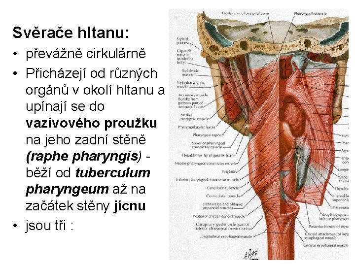 Svěrače hltanu: • převážně cirkulárně • Přicházejí od různých orgánů v okolí hltanu a