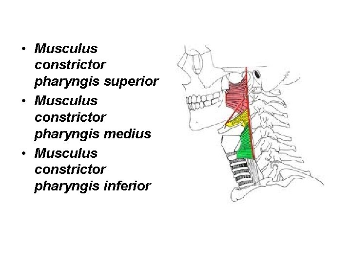  • Musculus constrictor pharyngis superior • Musculus constrictor pharyngis medius • Musculus constrictor