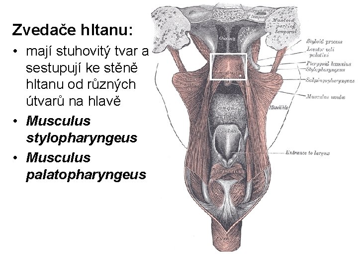 Zvedače hltanu: • mají stuhovitý tvar a sestupují ke stěně hltanu od různých útvarů