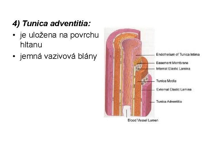 4) Tunica adventitia: • je uložena na povrchu hltanu • jemná vazivová blány 