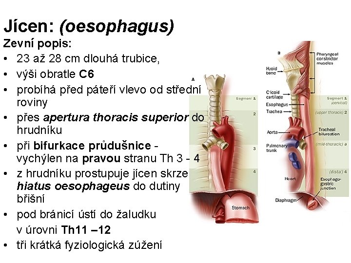 Jícen: (oesophagus) Zevní popis: • 23 až 28 cm dlouhá trubice, • výši obratle