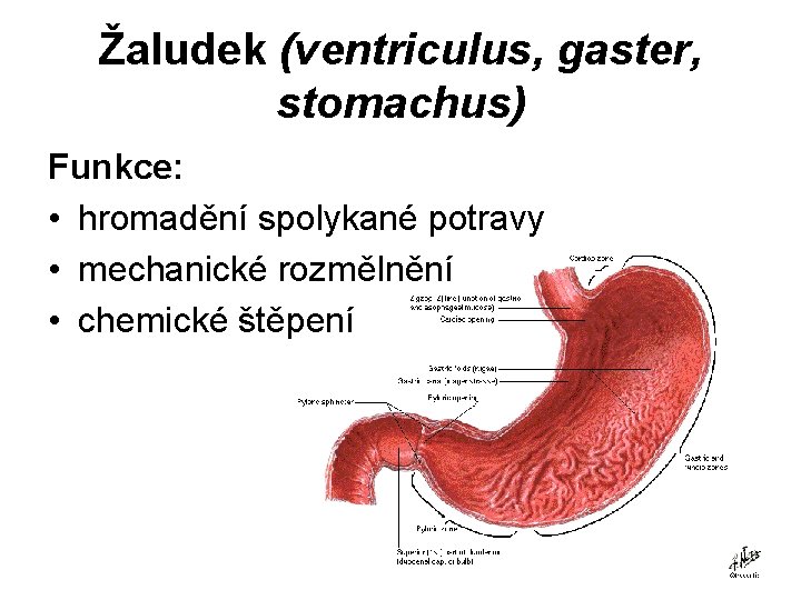 Žaludek (ventriculus, gaster, stomachus) Funkce: • hromadění spolykané potravy • mechanické rozmělnění • chemické