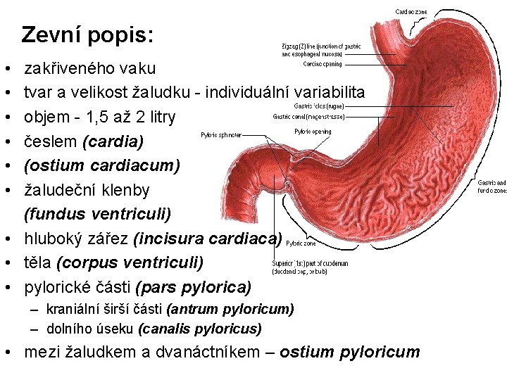 Zevní popis: • • • zakřiveného vaku tvar a velikost žaludku - individuální variabilita