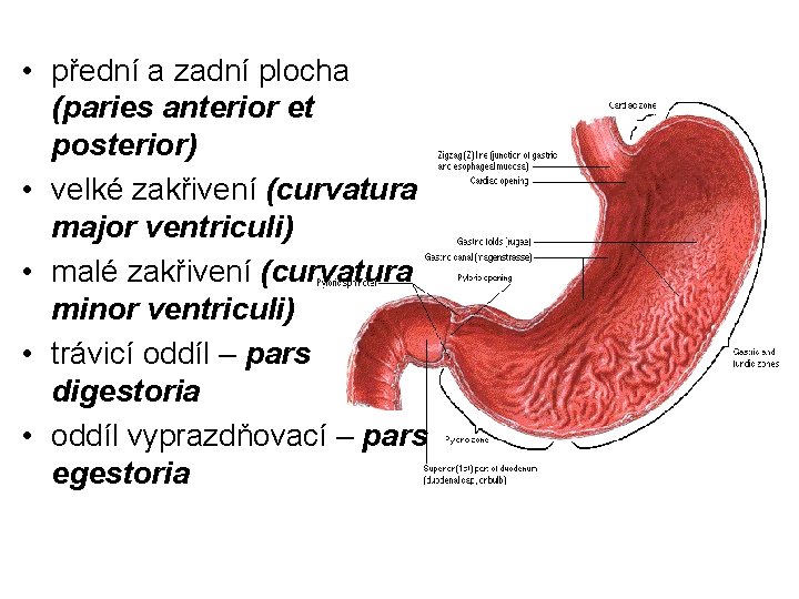  • přední a zadní plocha (paries anterior et posterior) • velké zakřivení (curvatura