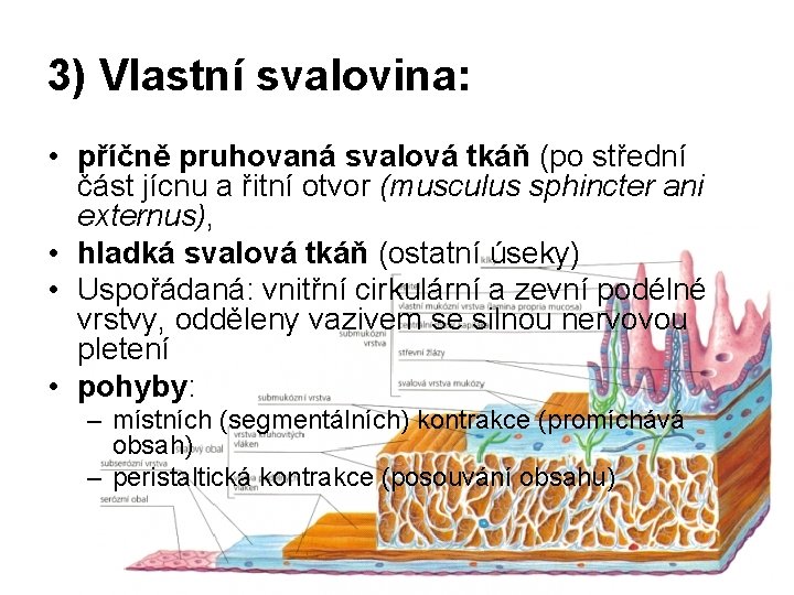 3) Vlastní svalovina: • příčně pruhovaná svalová tkáň (po střední část jícnu a řitní