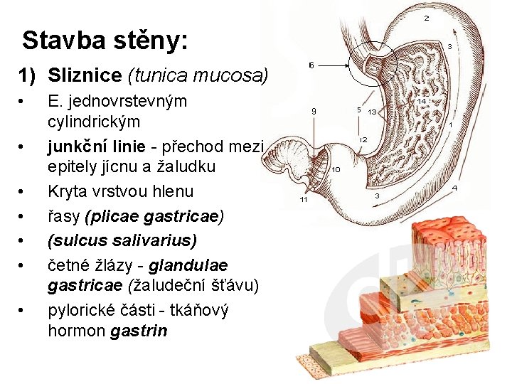 Stavba stěny: 1) Sliznice (tunica mucosa) • • E. jednovrstevným cylindrickým junkční linie -