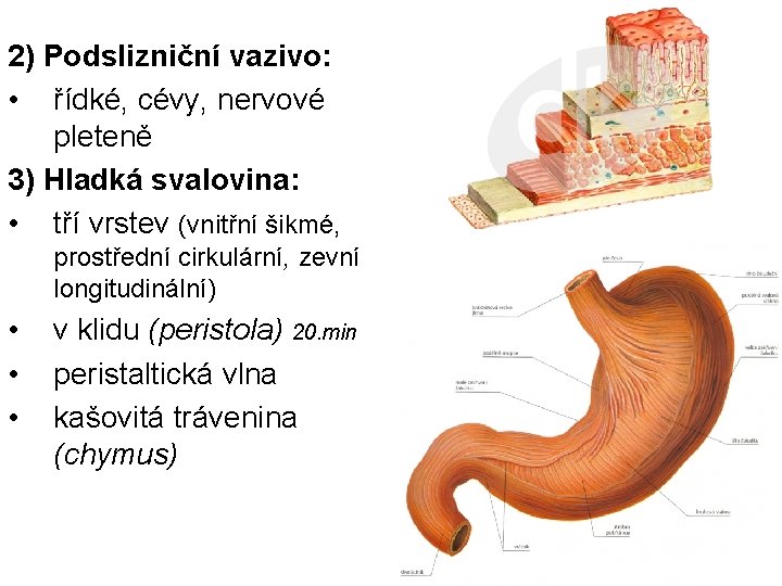 2) Podslizniční vazivo: • řídké, cévy, nervové pleteně 3) Hladká svalovina: • tří vrstev