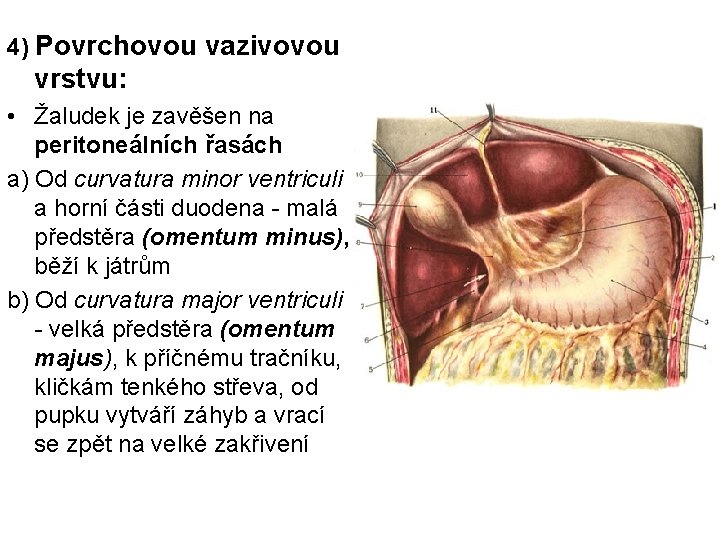 4) Povrchovou vazivovou vrstvu: • Žaludek je zavěšen na peritoneálních řasách a) Od curvatura