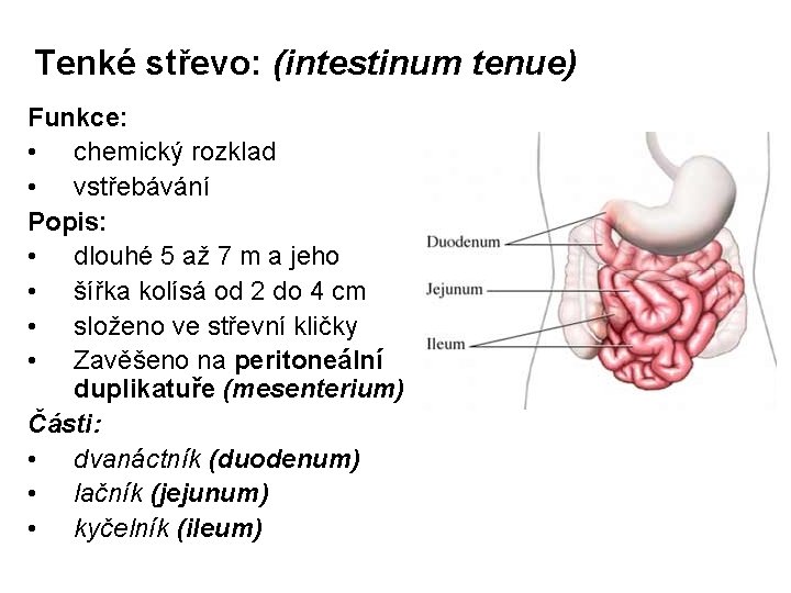 Tenké střevo: (intestinum tenue) Funkce: • chemický rozklad • vstřebávání Popis: • dlouhé 5