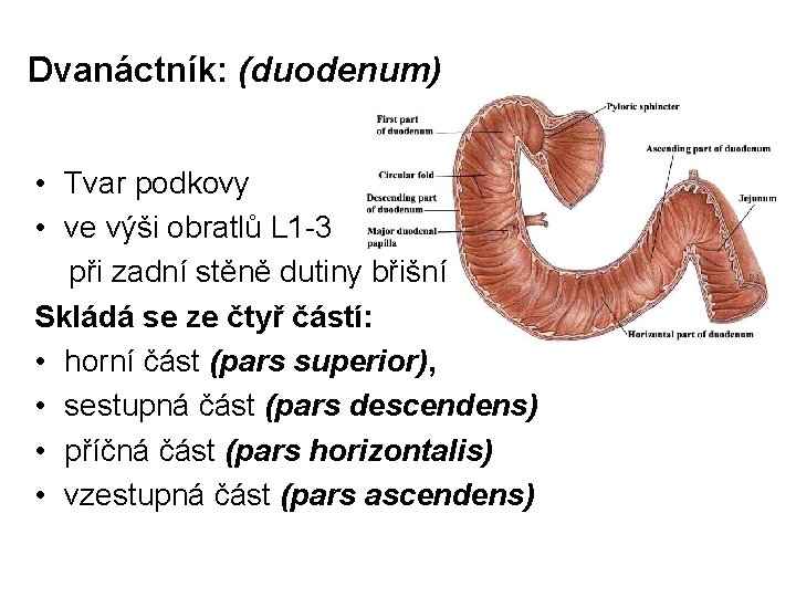 Dvanáctník: (duodenum) • Tvar podkovy • ve výši obratlů L 1 -3 při zadní