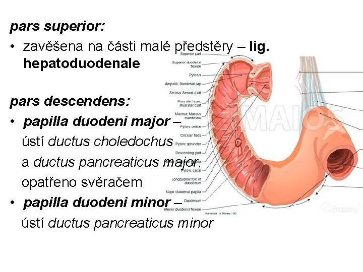 pars superior: • zavěšena na části malé předstěry – lig. hepatoduodenale pars descendens: •