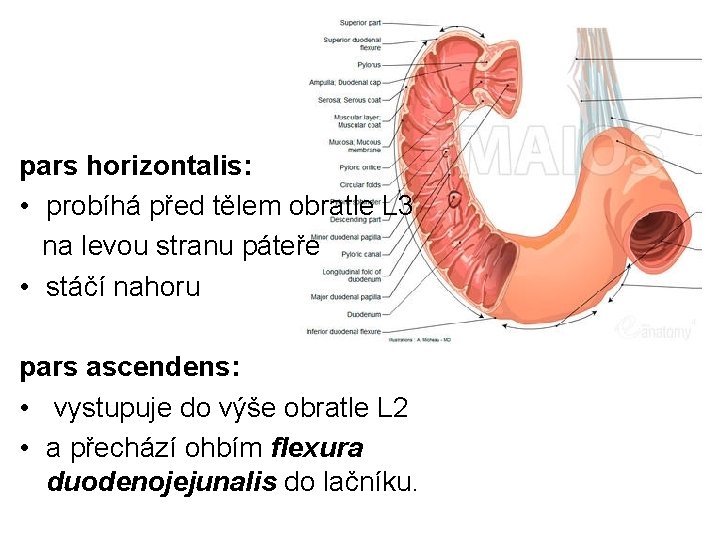 pars horizontalis: • probíhá před tělem obratle L 3 na levou stranu páteře •