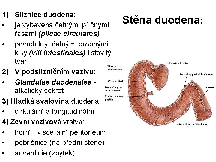 1) Sliznice duodena: • je vybavena četnými příčnými řasami (plicae circulares) • povrch kryt