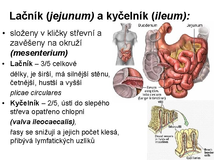 Lačník (jejunum) a kyčelník (ileum): • složeny v kličky střevní a zavěšeny na okruží