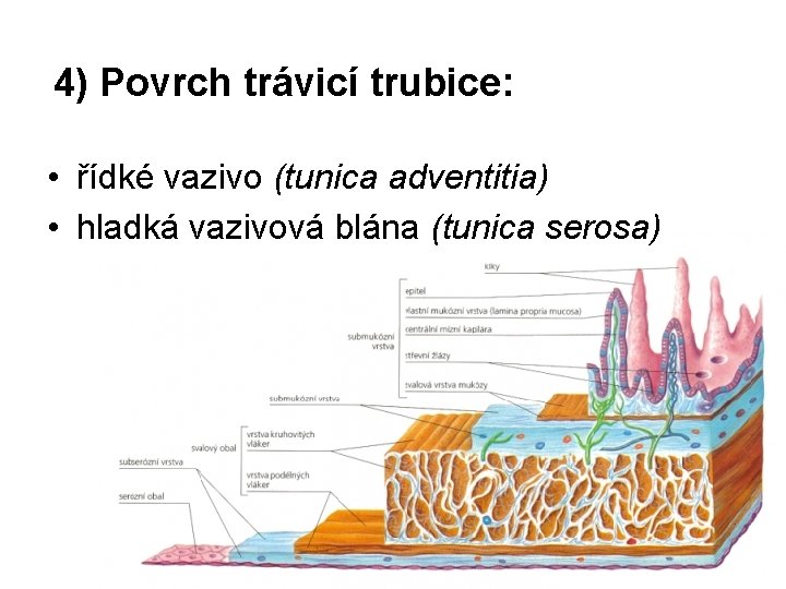 4) Povrch trávicí trubice: • řídké vazivo (tunica adventitia) • hladká vazivová blána (tunica