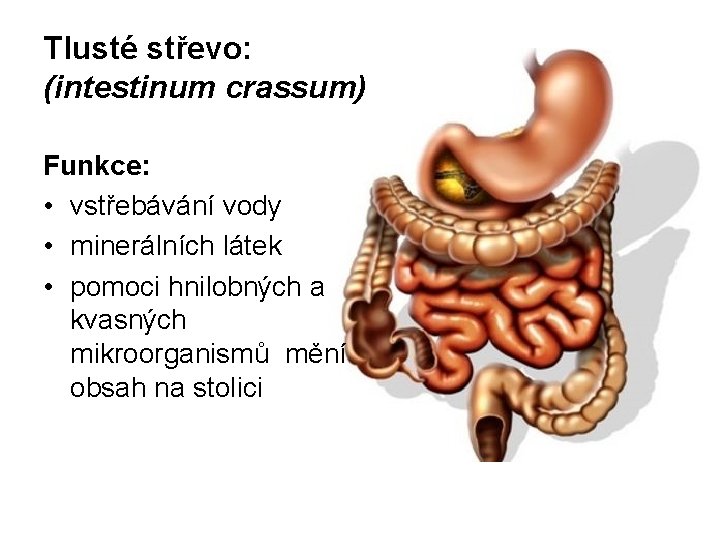 Tlusté střevo: (intestinum crassum) Funkce: • vstřebávání vody • minerálních látek • pomoci hnilobných