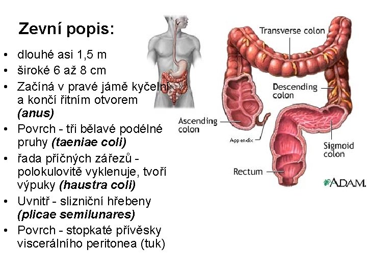 Zevní popis: • dlouhé asi 1, 5 m • široké 6 až 8 cm