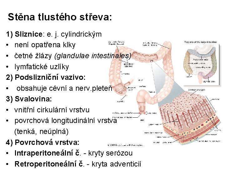 Stěna tlustého střeva: 1) Sliznice: e. j. cylindrickým • není opatřena klky • četné